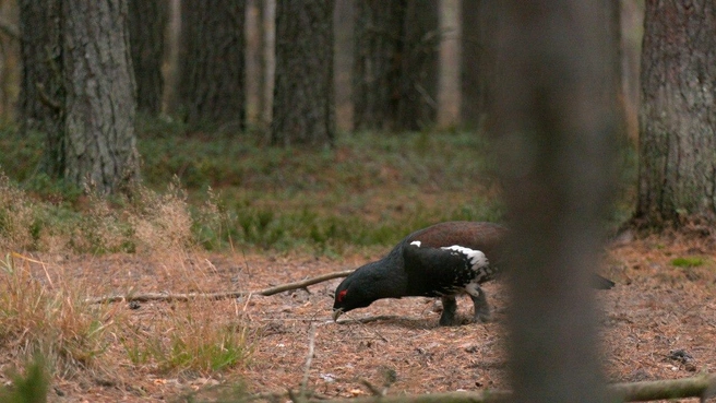 Тёплая осень помогает глухарям собирать камни в желудок  | Источник: Павел Глазков / «Каждой твари по паре» 
