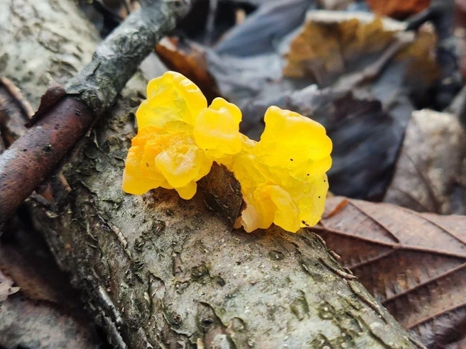 Похоже, кто-то забыл в лесу конфетку | Источник: «Жигулёвский государственный заповедник» / vk.com