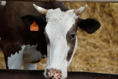 В Татарстане усилили проверки мяса из-за карантина в Чувашии