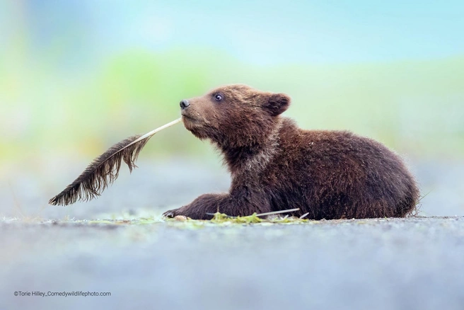 Источник: Torie Hilley / Comedy Wildlife Photography Awards