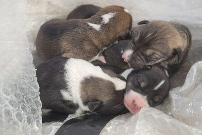 Щенят живьем выбросили в мусорный бак в Волгограде