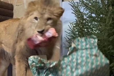 Хищники устроили шоу распаковки подарков в зоопарке