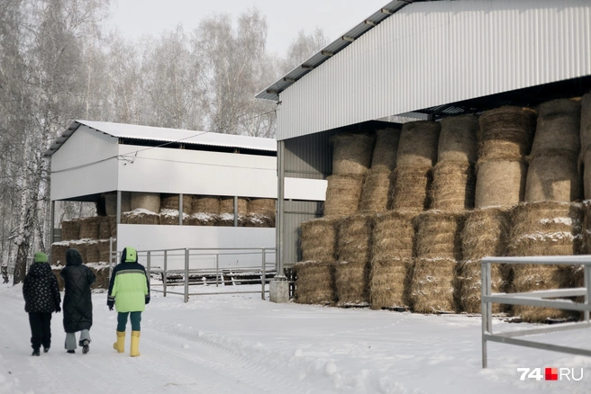 Расход сена на ферме достаточно большой, раз в два дня трактор развозит эти рулоны питомцам. Этого должно хватить до лета  | Источник: Наталья Лапцевич / 74.RU