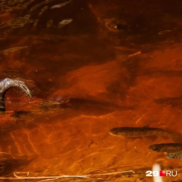 Источник: Иван Митюшёв / 29.RU