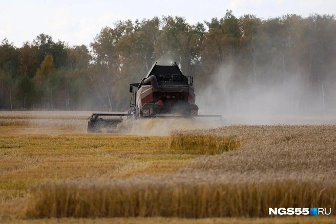 Работа у хлеборобов&nbsp;— пыльная и непростая | Источник: Евгений Софийчук / NGS55.RU 