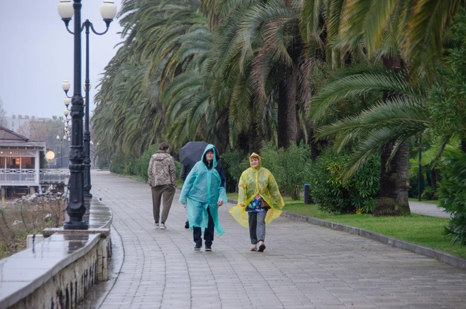 Контраст в кадре: яркие дождевики на фоне тропической зелени. Так и встречают зиму на курортах Абхазии | Источник: Оксана Витяpь / SOCHI1.RU