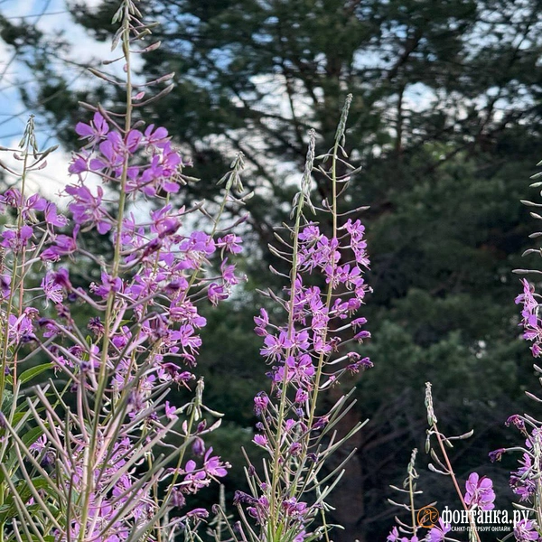 Поле иван-чая | Источник: Милена Солдатенко / «Фонтанка.ру»