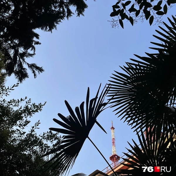 Зелень буквально везде | Источник: Кирилл Поверинов / 76.RU