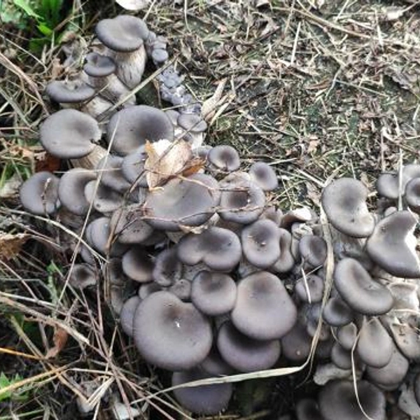 Источник: Игорь Сидоров / Грибы в Подмосковье 2025 / VK.com