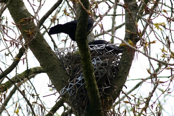 Моя крепость: птицы построили гнезда из птицезащитных шипов