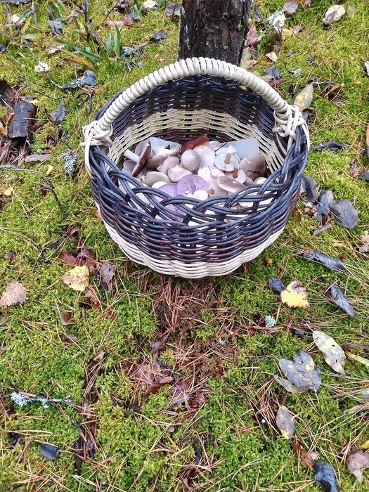 Источник: Юлия Мурашевская / Грибы и Грибники Подмосковья / vk.com