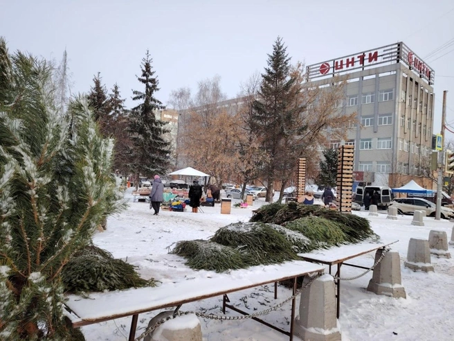 В Рязани уже можно купить живую елку | Источник: Администрация Рязани