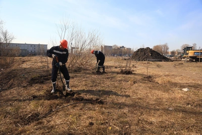 Около трех тысяч деревьев высадят в Барнауле в 2026 году