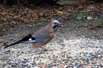 В Волгограде запечатлели редкую и скрытную сойку