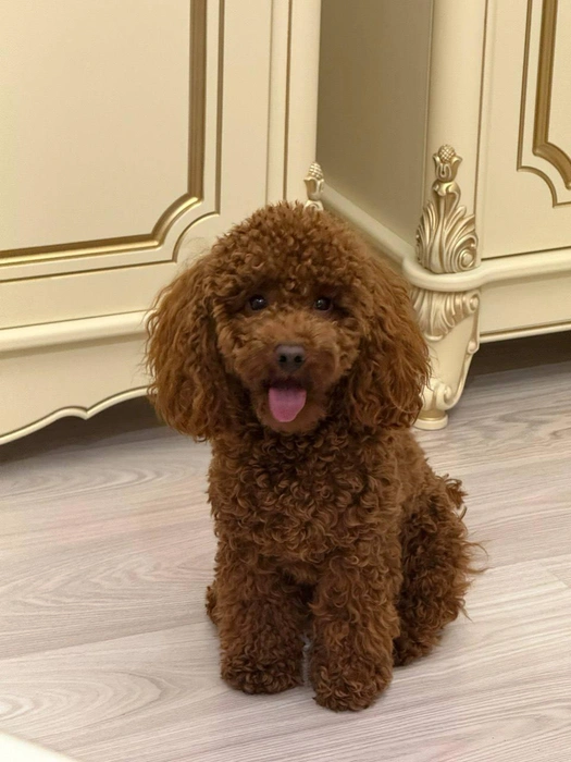 Ах, эти глазки-бусинки! | Источник: читатель 63.RU