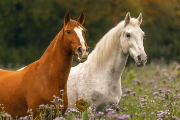 Тест: Выберите масть лошади и узнайте, каким будет ваш 2026 год