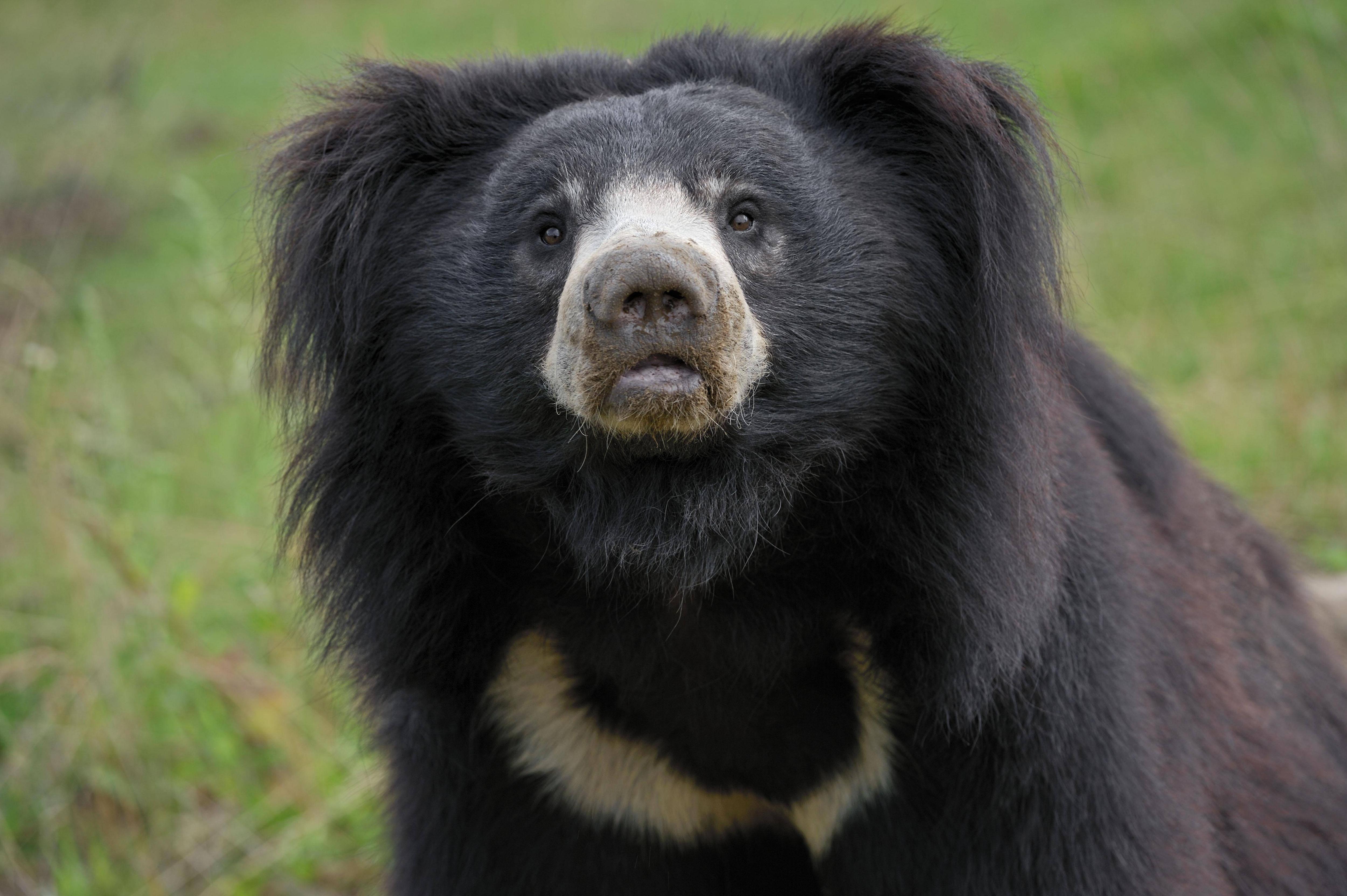 Медведь-губач: соло на губе | Вокруг Света