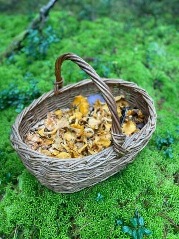 Источник: Светлана Кочеткова / Грибы в Подмосковье 2025 / VK.com