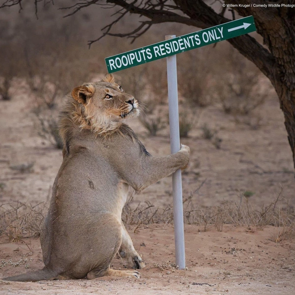 Источник: Comedy Wildlife Photography Awards