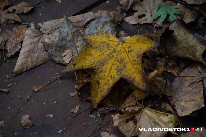 Источник: Елена Буйвол / VLADIVOSTOK1.RU