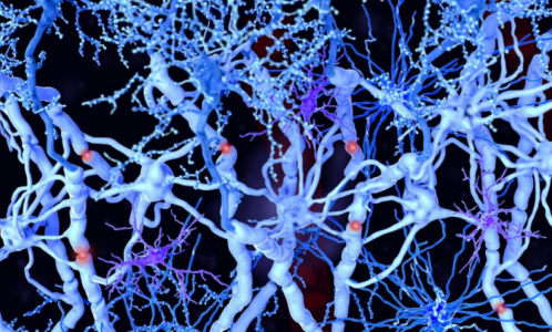 Ученые СПбГУ: Нервные клетки восстанавливаются даже после серьезных травм позвоночника