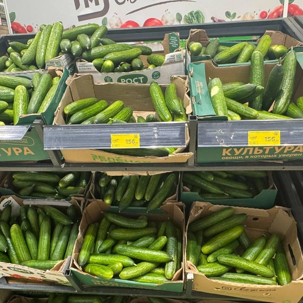 Свежие огурцы | Источник: Дарья Гранкина / 26.RU