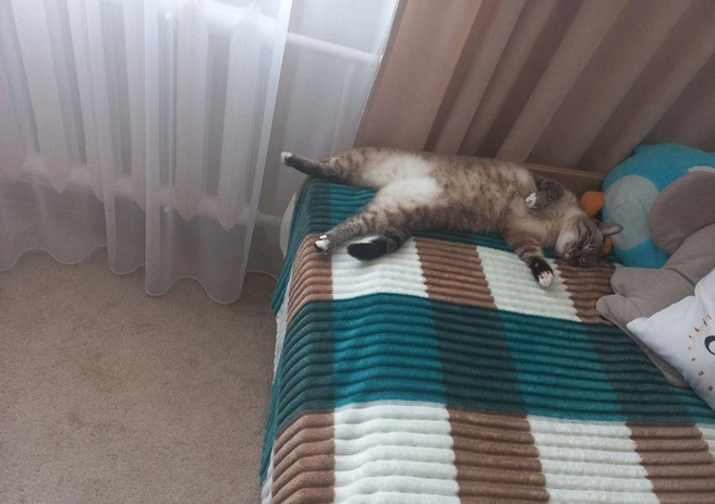 «У нас дома тепло, но спим всё же к батарее поближе» | Источник: читательница NGS24.RU Наталья