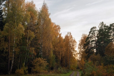 В Костромском районе обнаружены фрагменты БПЛА