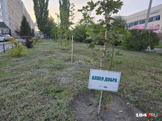 И небольшая аллейка | Источник: Семен Коротов-Майбах / 164.RU