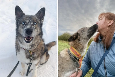 Пес Хан ищет дом, где его не предадут