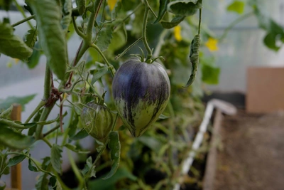 Why tomato leaves curl: three causes and fixes