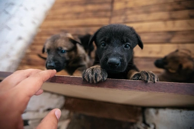 Пожарные спасли 17 собак в Кемерове