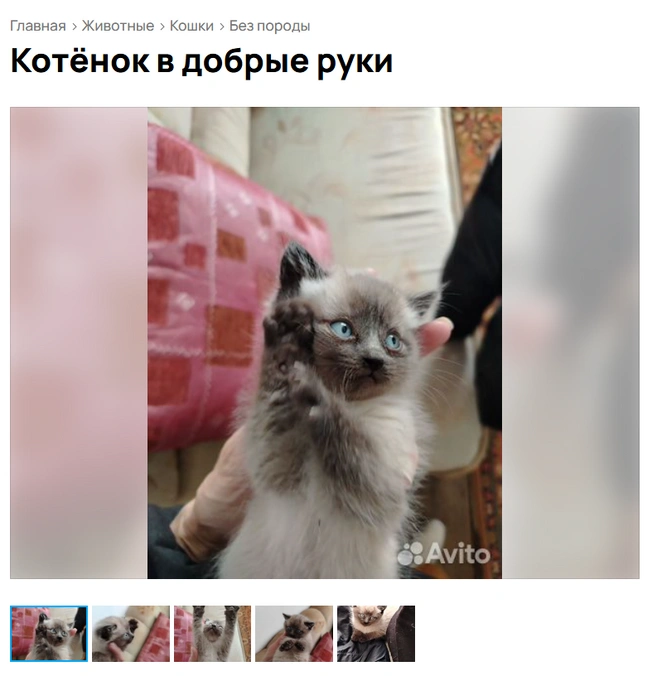 Невозможно не влюбиться | Источник: Avito.ru