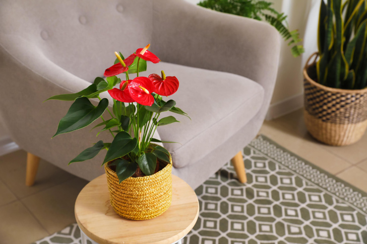 Принесут удачу: эти три комнатных растения должны быть в вашей квартире в 2023 году