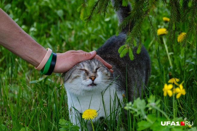 Он очень просил его сфотографировать | Источник: Булат Салихов / UFA1.RU