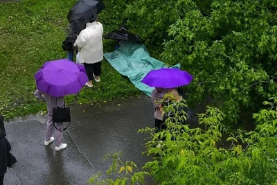 В Перми мальчика придавило деревом: возбуждено уголовное дело