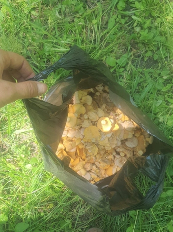 Источник: Алена Рейф / Грибы и грибные места Новосибирск НСО