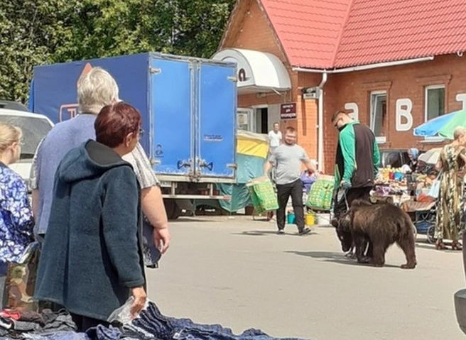 Фото: по улицам Шацка гуляет медведь | ya62.ru