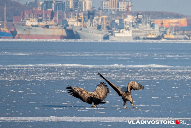 Источник: Елена Буйвол / VLADIVOSTOK1.RU