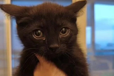 Пермячка ищет дом котенку Лапке