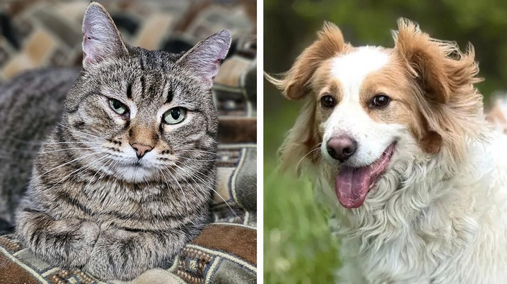 Котопёс недели: преданный пес Лео и уютный кот Пирог готовы стать домашними | Источник: приют Бирюлево / приют Щербинка