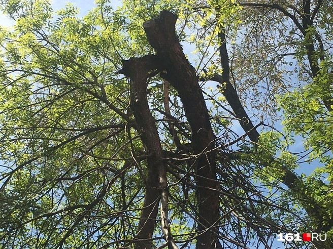 Жители трех домов сами убрали последствия непогоды на земле, но многолетние деревья сломаны сверху и представляют опасность для жильцов | Источник: Наталья Гончарова