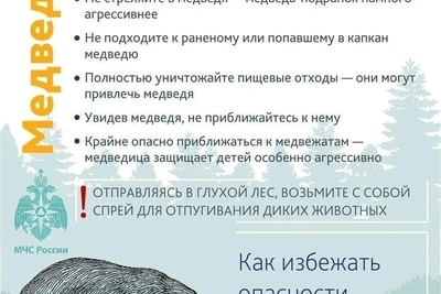 Медведь вышел на трассу