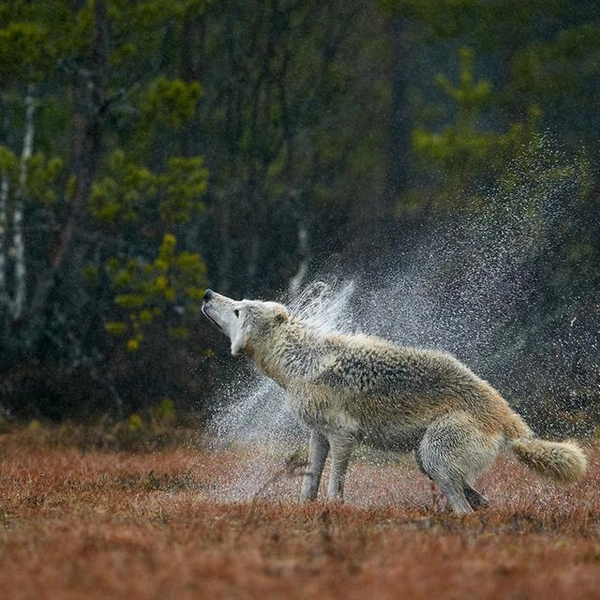 Источник: Seppo Pöllänen / Vuoden Luontokuva 2016