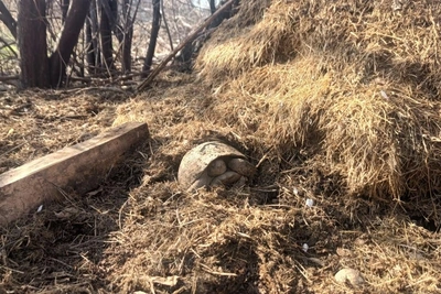 Старт проекта по спасению черепахи Никольского в Кавказском заповеднике