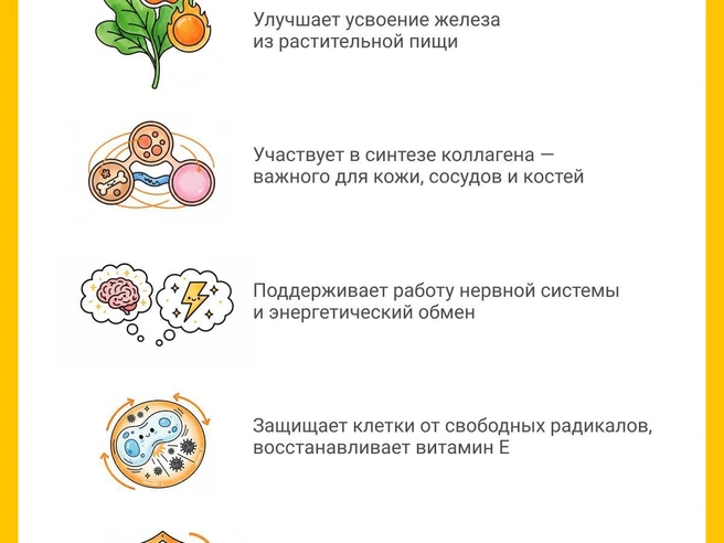 Аскорбиновая кислота важна для поддержания общего здоровья | Источник: Юрий Орлов / Городские порталы