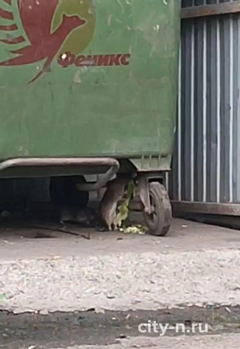 Проблема требует срочного внимания и эффективных мер | Источник: www.city-n.ru