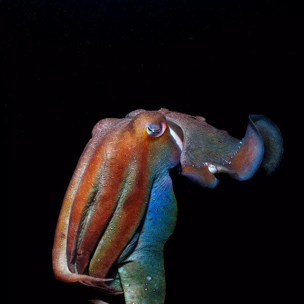 Одна из работ победителя в номинации «Портфолио» | Источник: Peter McGee / Australian Geographic Nature Photographer 2025