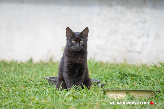 Источник: Елена Буйвол / VLADIVOSTOK1.RU