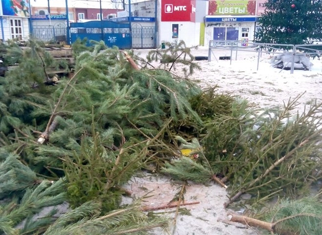 В Канищеве непроданные елки порубили на части | ya62.ru